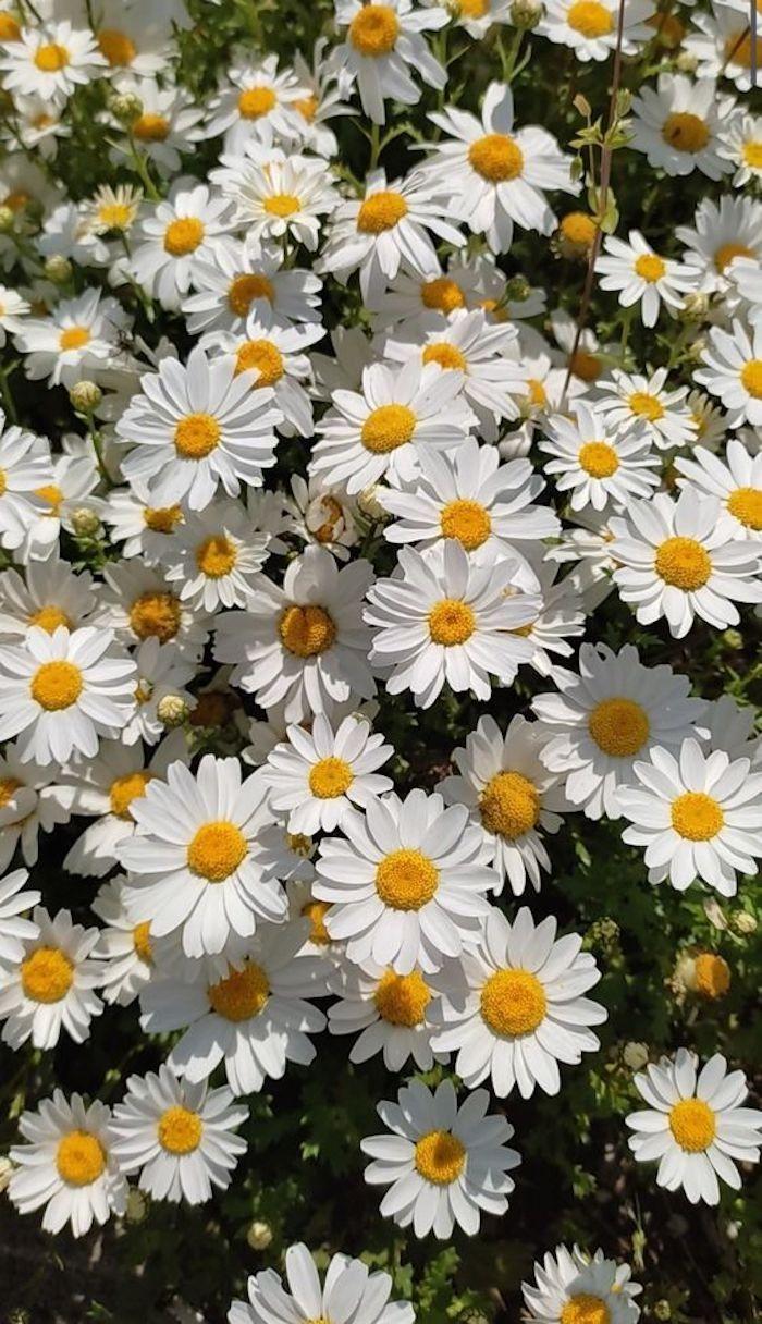 Ocean Breeze Whimsy: Aquatic Floral Array